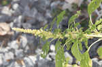 Purple amaranth